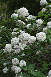 Diana Koreanspice Viburnum (Viburnum carlesii 'Diana') at Peter Knippel Garden Centre