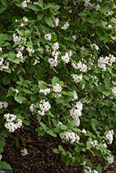 Sugar n' Spice Koreanspice Viburnum (Viburnum carlesii 'Select S') at Lakeshore Garden Centres