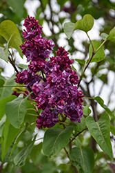 Adelaide Dunbar Lilac (Syringa vulgaris 'Adelaide Dunbar') at Lakeshore Garden Centres