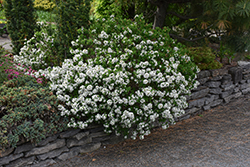Burkwood Daphne (Daphne x burkwoodii) at Lakeshore Garden Centres