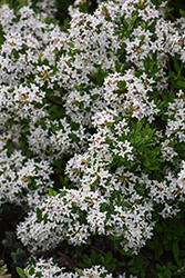 Burkwood Daphne (Daphne x burkwoodii) at Lakeshore Garden Centres