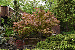 Johin Full Moon Japanese Maple (Acer shirasawanum 'Johin') at Lakeshore Garden Centres