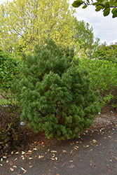 Mini Twists White Pine (Pinus strobus 'Mini Twists') at Lakeshore Garden Centres