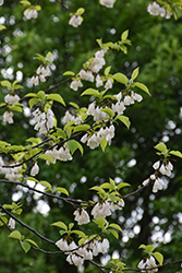 Carolina Silverbell (Halesia tetraptera) at Lakeshore Garden Centres