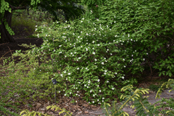 Black Jetbead (Rhodotypos scandens) at Lakeshore Garden Centres