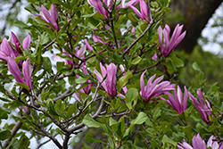 Orchid Magnolia (Magnolia 'Orchid') at Lakeshore Garden Centres
