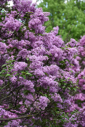 Saugeana Lilac (Syringa x chinensis 'Rubra') at Lakeshore Garden Centres