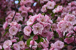 Brandywine Flowering Crab (Malus 'Brandywine') at Peter Knippel Garden Centre
