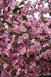 Brandywine Flowering Crab (Malus 'Brandywine') at Peter Knippel Garden Centre