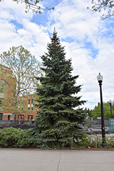 Baby Blue Eyes Spruce (Picea pungens 'Baby Blue Eyes') at Peter Knippel Garden Centre