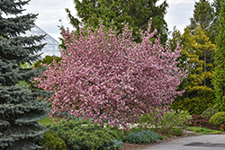 Brandywine Flowering Crab (Malus 'Brandywine') at Peter Knippel Garden Centre