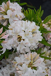 White Lights Azalea (Rhododendron 'White Lights') at Peter Knippel Garden Centre