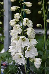 Guardian White Larkspur (Delphinium 'Guardian White') at Peter Knippel Garden Centre