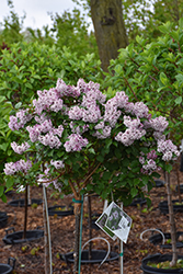 Baby Kim Lilac (tree form) (Syringa 'Baby Kim (tree form)') at Lakeshore Garden Centres