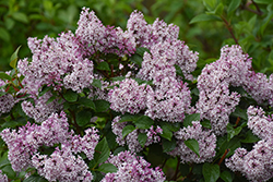 Baby Kim Lilac (tree form) (Syringa 'Baby Kim (tree form)') at Lakeshore Garden Centres