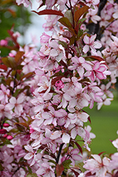 Royal Raindrops Flowering Crab (Malus 'JFS-KW5') at Peter Knippel Garden Centre