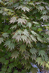 Northern Glow Maple (Acer 'Hasselkus') at Peter Knippel Garden Centre
