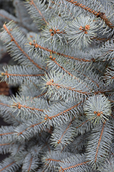 Blue Diamond Blue Spruce (Picea pungens 'Blue Diamond') at Peter Knippel Garden Centre
