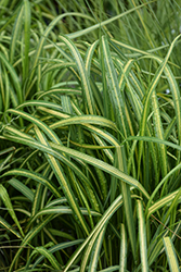 El Dorado Feather Reed Grass (Calamagrostis x acutiflora 'El Dorado') at Peter Knippel Garden Centre