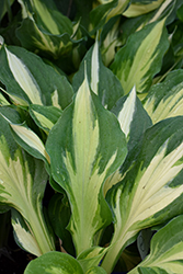 Christmas Candy Hosta (Hosta 'Christmas Candy') at Peter Knippel Garden Centre