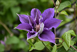 Bijou Clematis (Clematis 'Bijou') at Peter Knippel Garden Centre