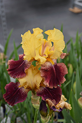 Ziggy Iris (Iris 'Ziggy') at Peter Knippel Garden Centre