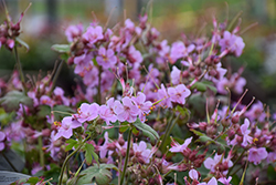 Ingerwesen's Variety Cranesbill (Geranium macrorrhizum 'Ingerwesen's Variety') at Peter Knippel Garden Centre