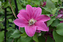 Boulevard Acropolis Clematis (Clematis 'Evipo078') at Peter Knippel Garden Centre