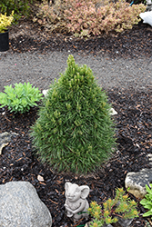 Green Penguin Scotch Pine (Pinus sylvestris 'Green Penguin') at Peter Knippel Garden Centre