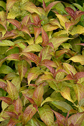Firefly Diervilla (Diervilla 'Bokofire') at Green Thumb Garden Centre