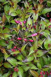 Sonic Bloom Wine Reblooming Weigela (Weigela florida 'SMNWFG') at Lakeshore Garden Centres