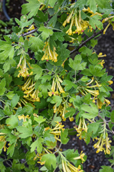 Crandall Clove Currant (Ribes odoratum 'Crandall') at Lakeshore Garden Centres