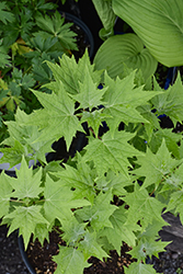 Yellow Waxbells (Kirengeshoma palmata) at Lakeshore Garden Centres