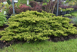 Gold Coast Juniper (Juniperus x media 'Gold Coast') at Green Thumb Garden Centre