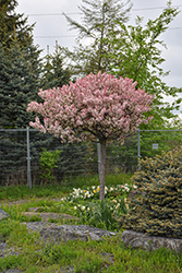 Coralburst Flowering Crab (Malus 'Coralburst') at Peter Knippel Garden Centre