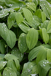 Great Merrybells (Uvularia grandiflora) at Green Thumb Garden Centre