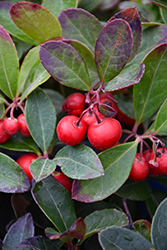 Creeping Wintergreen (Gaultheria procumbens) at Peter Knippel Garden Centre