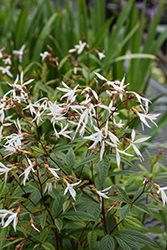 Bowman's Root (Gillenia trifoliata) at Lakeshore Garden Centres