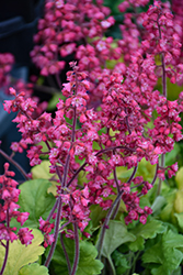 Timeless Glow Coral Bells (Heuchera 'Timeless Glow') at Peter Knippel Garden Centre