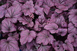 Electric Plum Coral Bells (Heuchera 'Electric Plum') at Peter Knippel Garden Centre