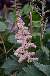 Glitter And Glamour Astilbe (Astilbe 'Glitter And Glamour') at Lakeshore Garden Centres