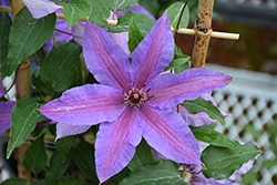 Tumaini Clematis (Clematis 'EviGsy151') at Green Thumb Garden Centre