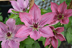 Sarah Elizabeth Clematis (Clematis 'Evipo098') at Peter Knippel Garden Centre