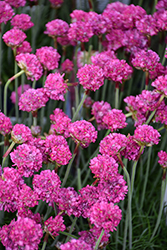 Dusseldorf Pride Sea Thrift (Armeria maritima 'Dusseldorf Pride') at Peter Knippel Garden Centre