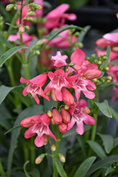 Bejeweled Pink Pearls Beard Tongue (Penstemon barbatus 'Pink Pearls') at Peter Knippel Garden Centre