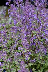Junior Walker Catmint (Nepeta x faassenii 'Novanepjun') at Peter Knippel Garden Centre