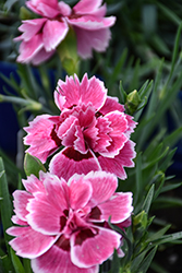 Sunflor Esta Carnation (Dianthus caryophyllus 'Sunflor Esta') at Lakeshore Garden Centres