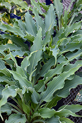 Wild Imagination Hosta (Hosta 'Wild Imagination') at Lakeshore Garden Centres
