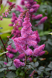 Younique Lilac Astilbe (Astilbe 'Verslilac') at Peter Knippel Garden Centre