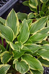 So Sweet Hosta (Hosta 'So Sweet') at Lakeshore Garden Centres